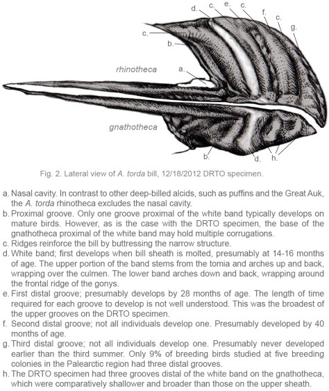Alca torda - lateral view GALVEZ