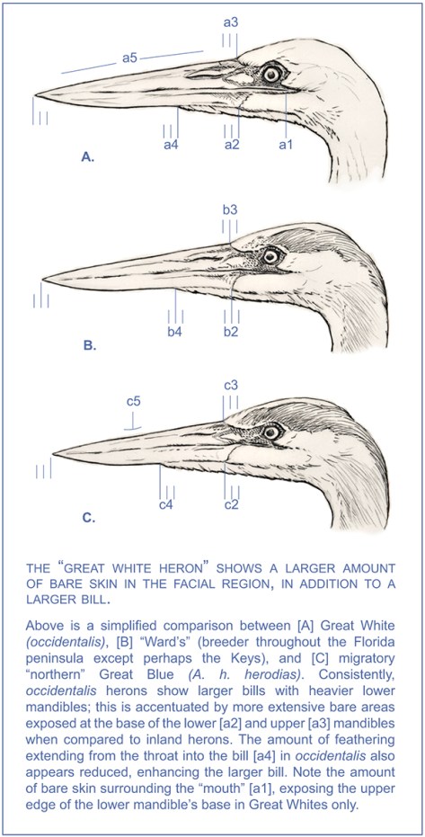 Ardea Heron Comparative GALVEZ