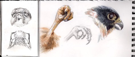 Bat Falcon sketches GALVEZ