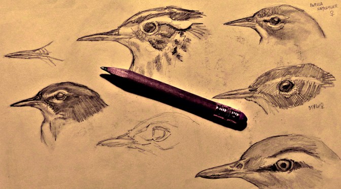 Field Sketching: Where to Begin?