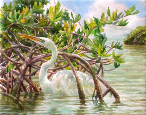 A Great White Heron foraging through Red Mangrove roots along the shallows of Little Torch Key, Florida.