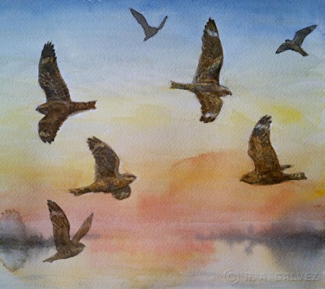 Lesser Nighthawks - November 19, 2012 Field Sketch