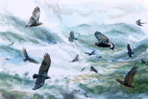 Neotropical Raptors GALVEZ