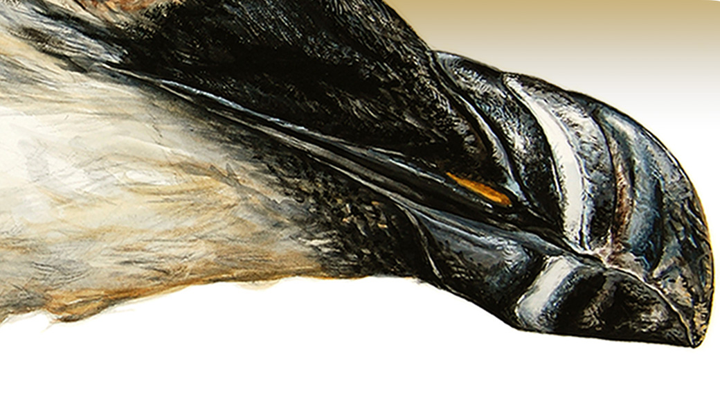 Extinct Razor Bill The Bill and Buccal Cavity of a Razorbill