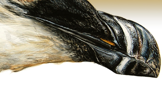 The Bill and Buccal Cavity of a Razorbill