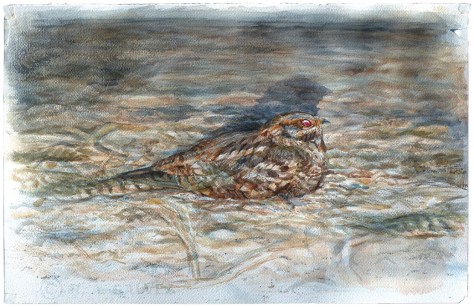 Red-necked Nightjar in headlamps GALVEZ
