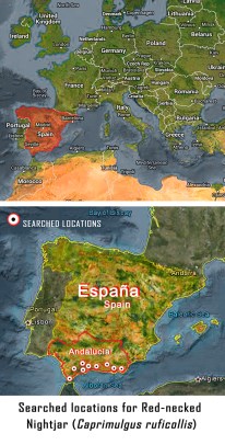 Red-necked Nightjar searches