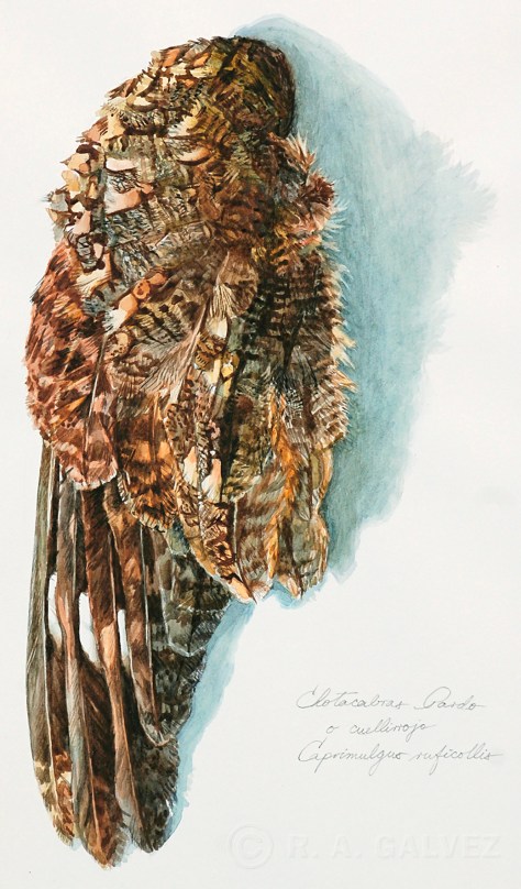 A watercolor study of a Red-necked Nightjar wing, done soon after the bird was found, killed by the roadside.