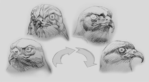 As I observed a Snail Kite on its perch, I took advantage of its head constantly turning to understand its complex bill from different perspectives.