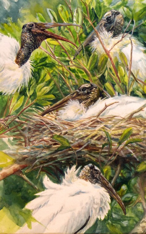 Detail of "Wood Storks at Paurotis Pond." This watercolor is being done on site, while observing the birds through Leica APO-Televid 65 and 77 scopes.