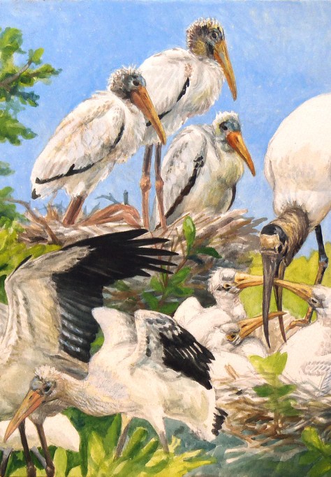 Detail of "Wood Storks at Paurotis Pond." This watercolor is being done on site, while observing the birds through Leica APO-Televid 65 and 77 scopes.