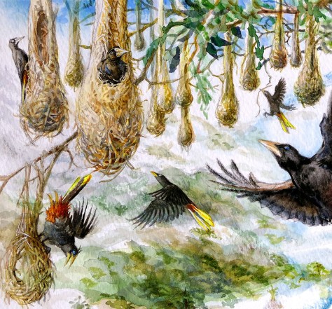 CrestedOropendola ASA L1410804h